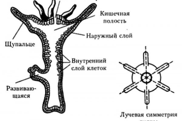 Кракен даркнет store kraken dark link